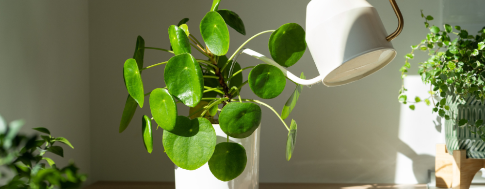 Halbschatten - Philodendron - Philodendron Red Emerald - Philodendron White Measure - Philodendron Fun Bun - Philodendron Green Wonder - Philodendron White Princess - Philodendron Melanochrysum - Philodendron Prince of Orange - Philodendron Cobra - Philodendron Domesticum - Philodendron Squamiferum