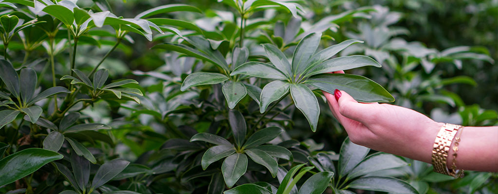 Schefflera Arboricola - Strahlenaralie Schefflera Arboricola - Strahlenaralie