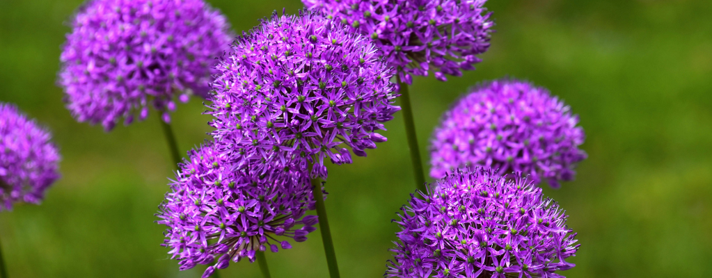 Violette und blaue Gartenpflanzen Violette und blaue Gartenpflanzen