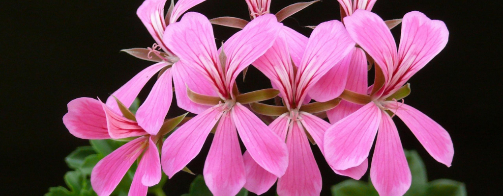 Geranien im Garten: farbenfrohe und vielseitige Storchschnabel-Pflanzen