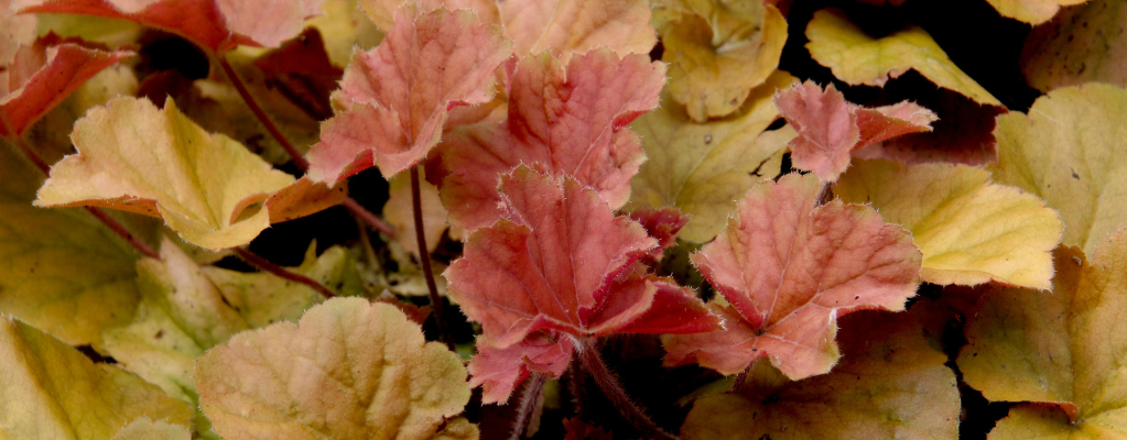 Heuchera: eine farbenfrohe Bereicherung für deinen Garten