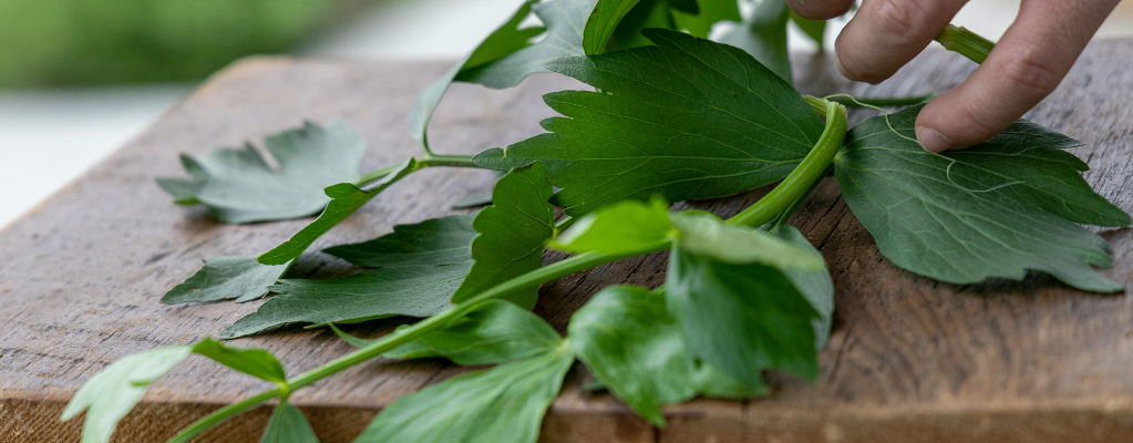 Liebstöckel: eine vielseitige und aromatische pflanze Liebstöckel: eine vielseitige und aromatische pflanze