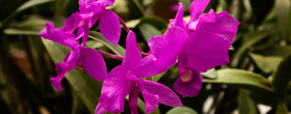 Polygala