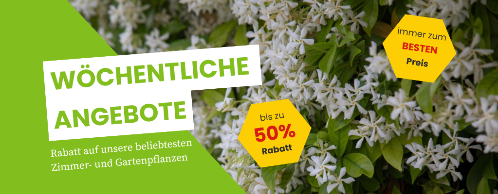 Wochenangebote