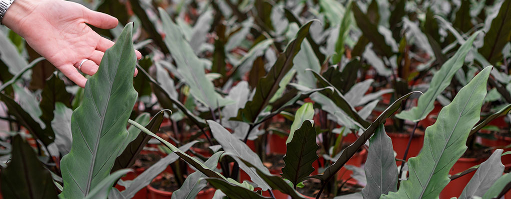 Alocasia Lauterbacchiana