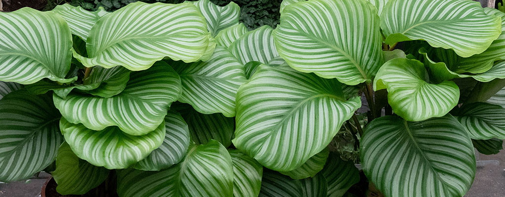 Calathea Orbifolia