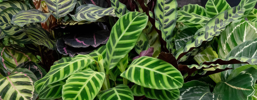 Calathea - Pfeilwurze