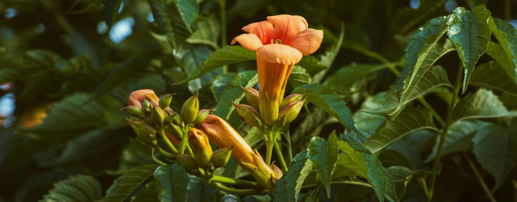 Campsis -  Trompetenblume 