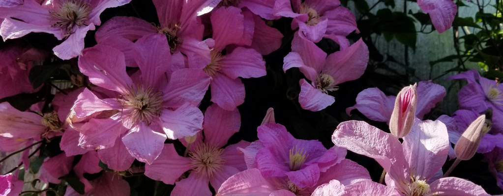 Clematis - Waldrebe