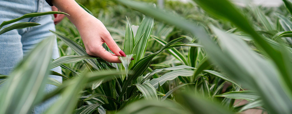 Dracaena Warneckei - Drachenbaum