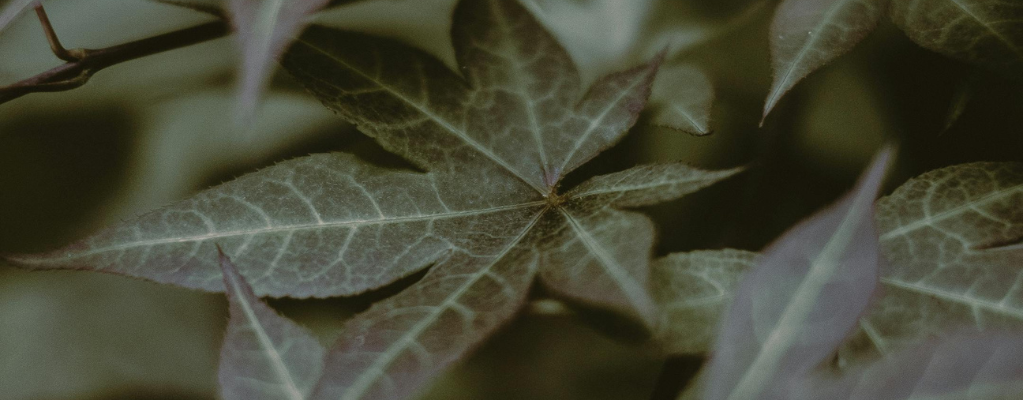 Halbschatten Gartenpflanzen