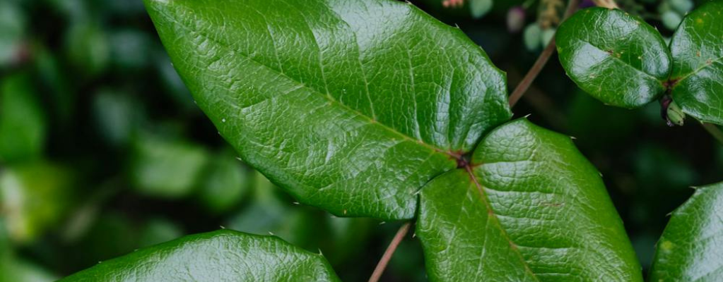 Winterharte Schattenpflanzen für Ihren Garten