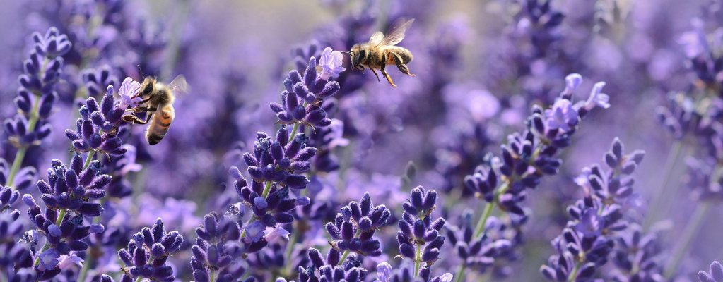 Lavandula - Lavendel 