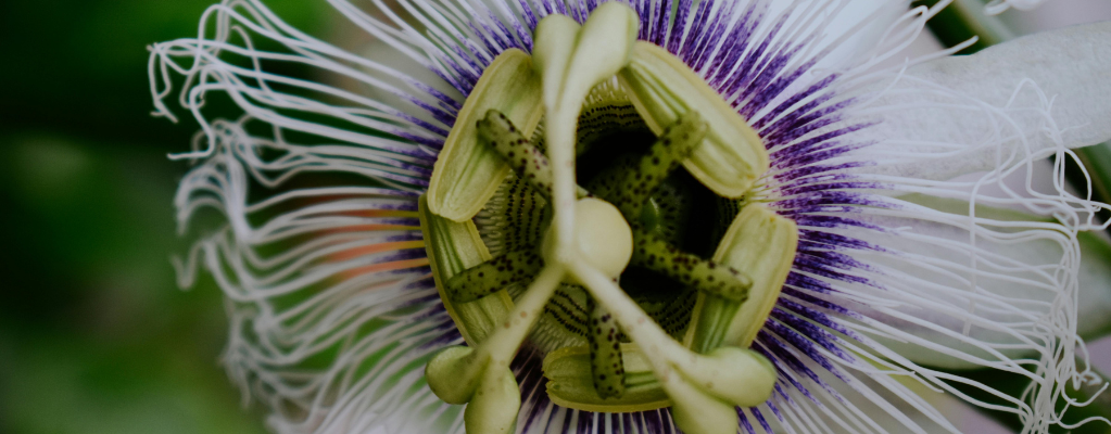 Passiflora - Passionsblume 