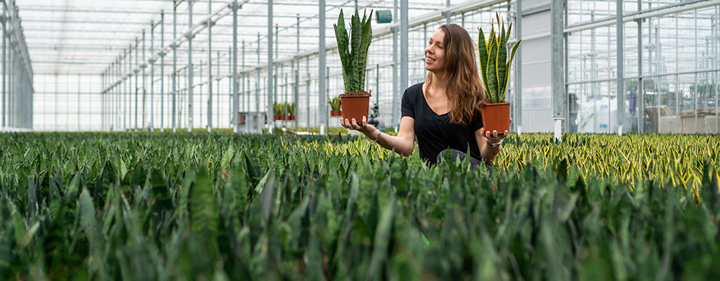 Bogenhanf - Sansevieria