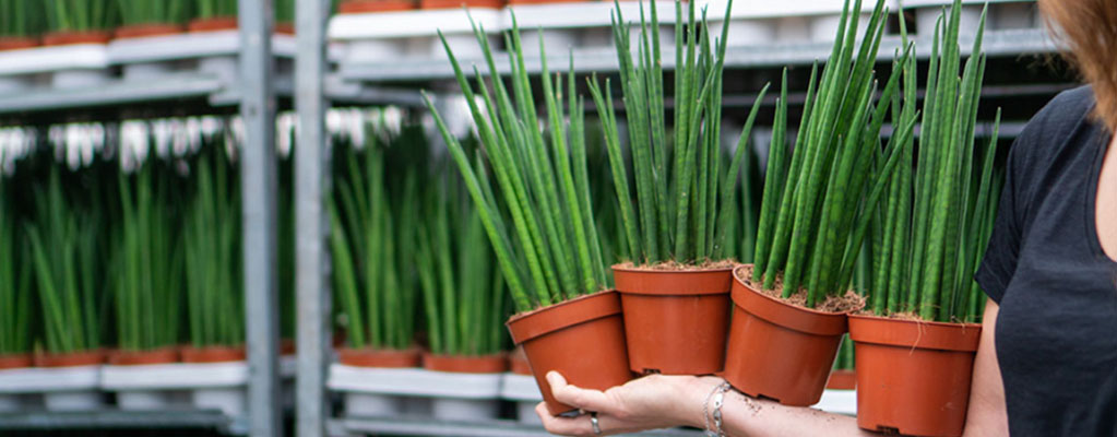 Sansevieria Fernwood