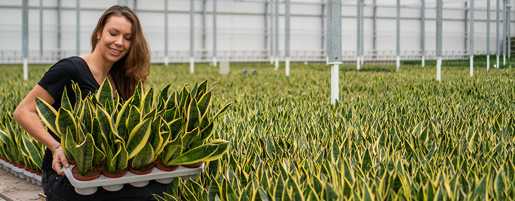 Sansevieria Laurentii - Bogenhanf