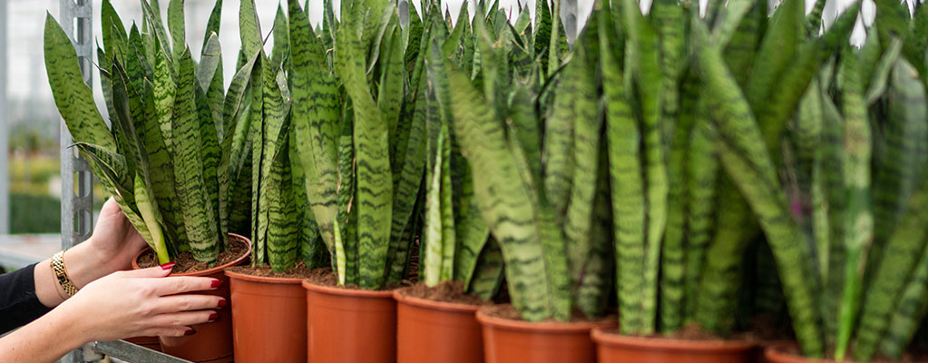 Sansevieria Zeylanica - Bogenhanf