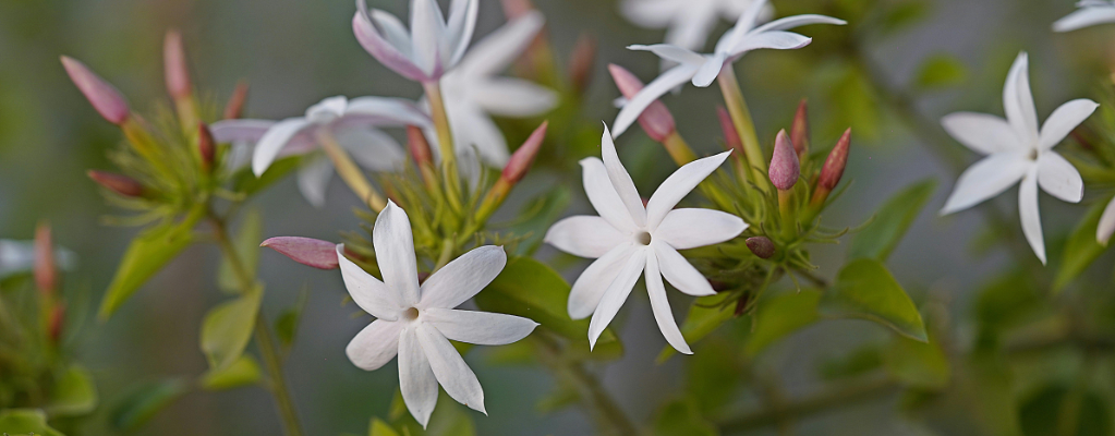 Trachelospermum