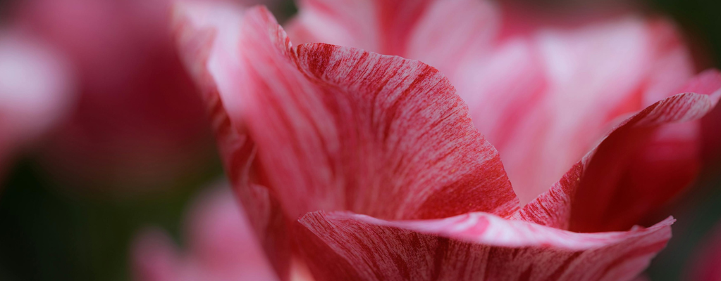 Tulpen 
