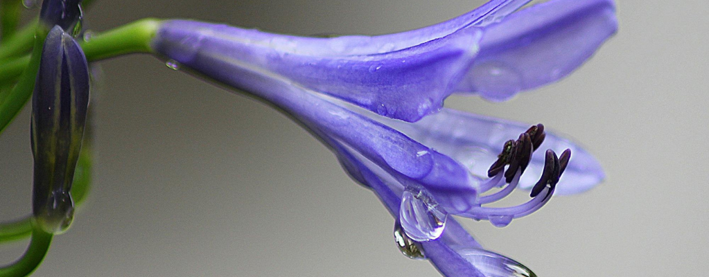 Schmucklelie (Agapanthus)