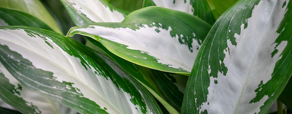 Aglaonema - Kolbenfaden