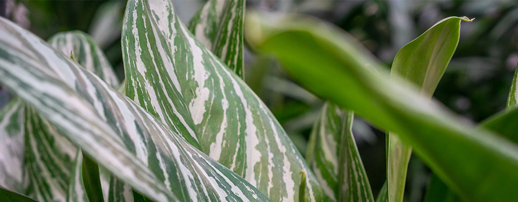 Aglaonema Stripes - Kolbenfaden
