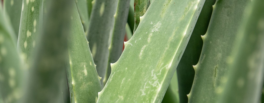 Aloe vera - Wüstenlilie