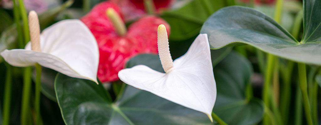 Anthurium (Flamingoblümen) - Hydrokultur