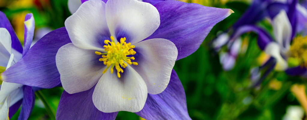 Aquilegia: Farbe und Eleganz für deinen Garten