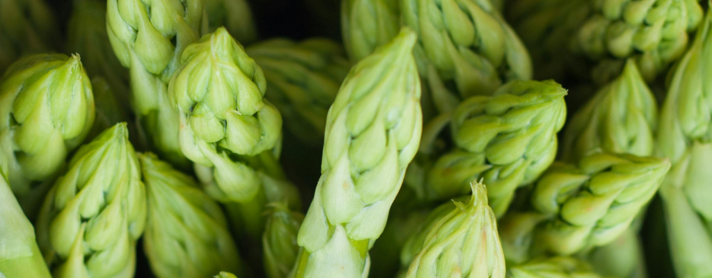 Spargel (Asparagus)