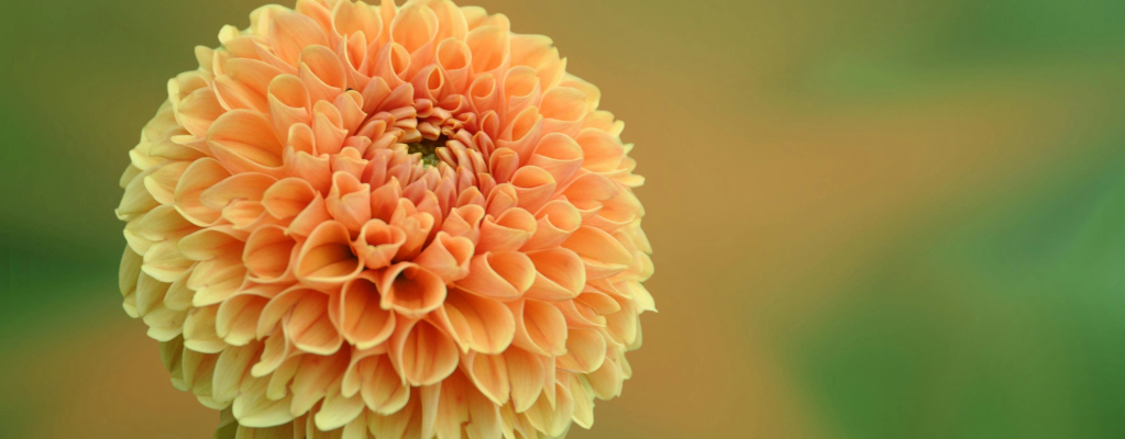 Asteraceae 