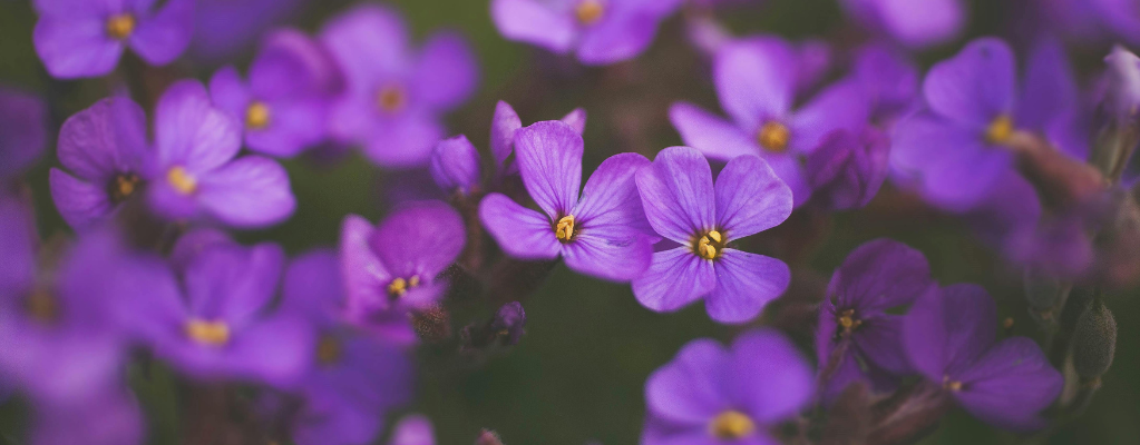 Aubrieta - ein farbenfroher bodendecker für deinen garten