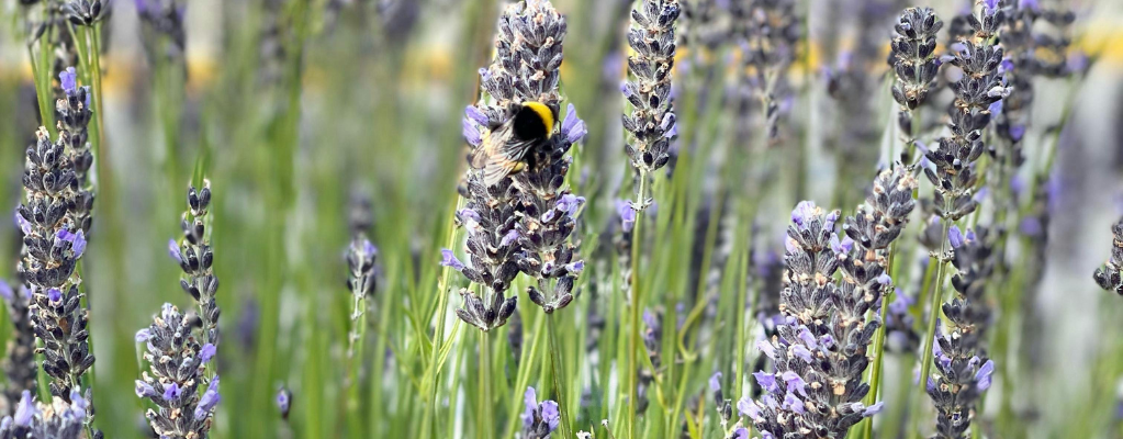 Blühende Beetpflanzen für einen farbenfrohen Garten