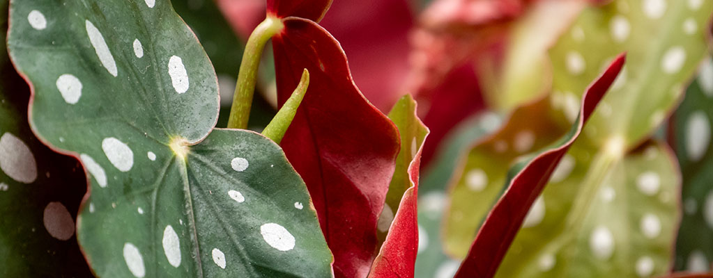 Forellenbegonie - Begonia Maculata 