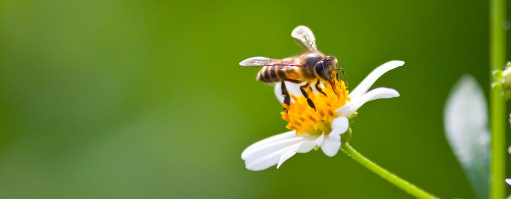 Bienenpflanzen: Schaffen Sie einen lebendigen und farbenfrohen Garten
