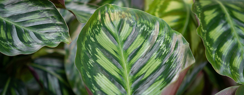 Calathea Flamestar