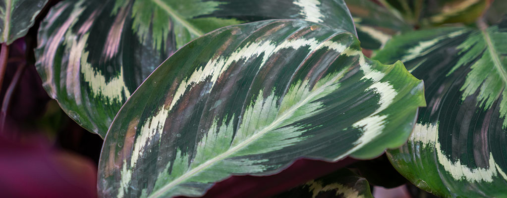 Calathea Medallion