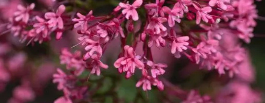 Centranthus ruber – Eine farbenfrohe Pflanze für deinen Garten