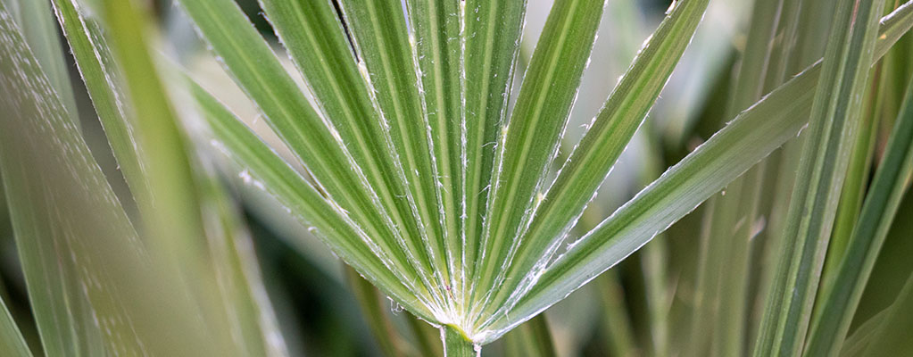 Zwergpalme - Chamaerops Humilis 