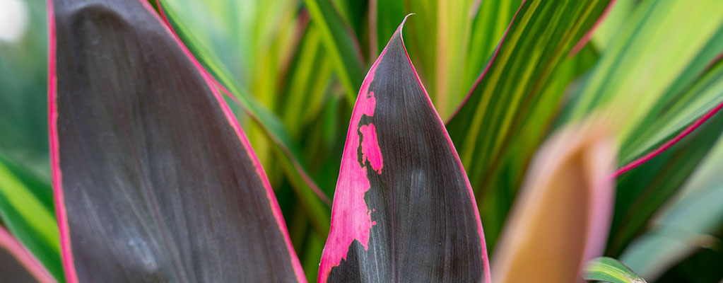 Cordyline - Keulenlilie