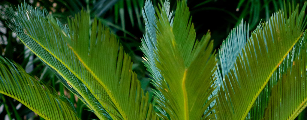 Palmfarne - Cycas 