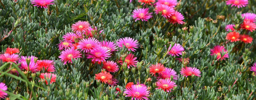 Delosperma – Eine Farbenfrohe Mittagsblume für deinen Garten