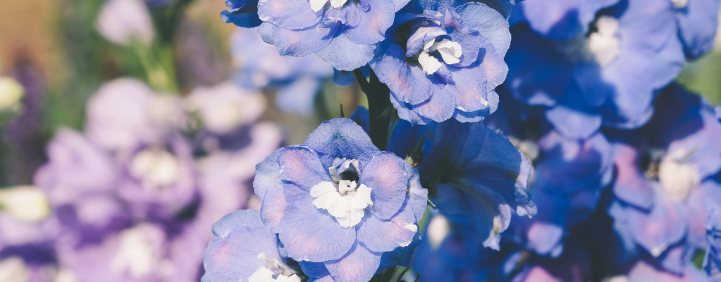 Delphinium – ein farbenfroher Blickfang für deinen Garten