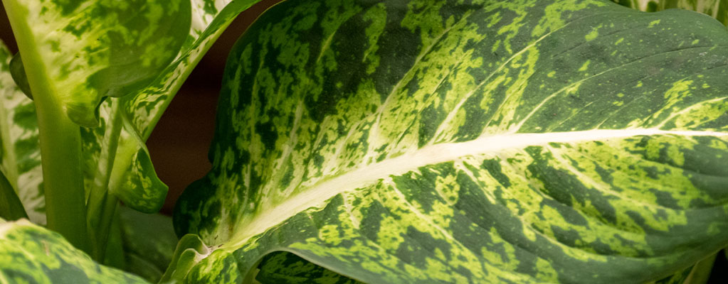 Dieffenbachia - Schweigrohr