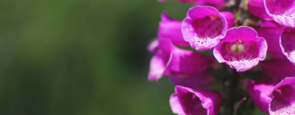 Fingerhut – eine wunderschöne Bereicherung für deinen Garten