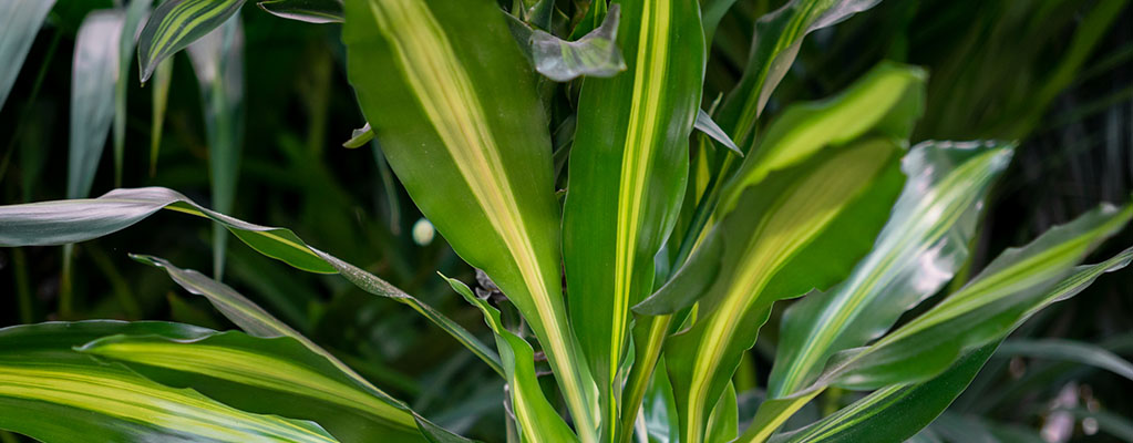 Dracaena Cintho - Drachenbaum