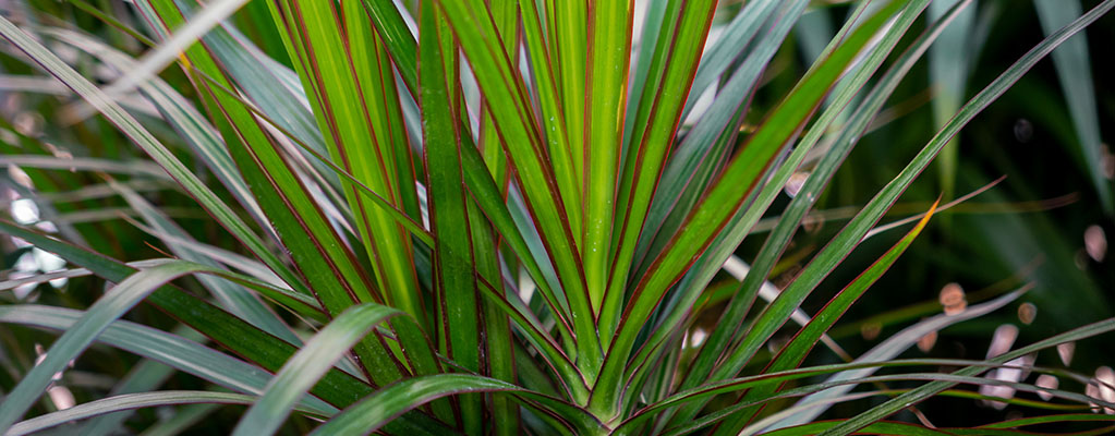 Dracaena Marginata - Drachenbaum