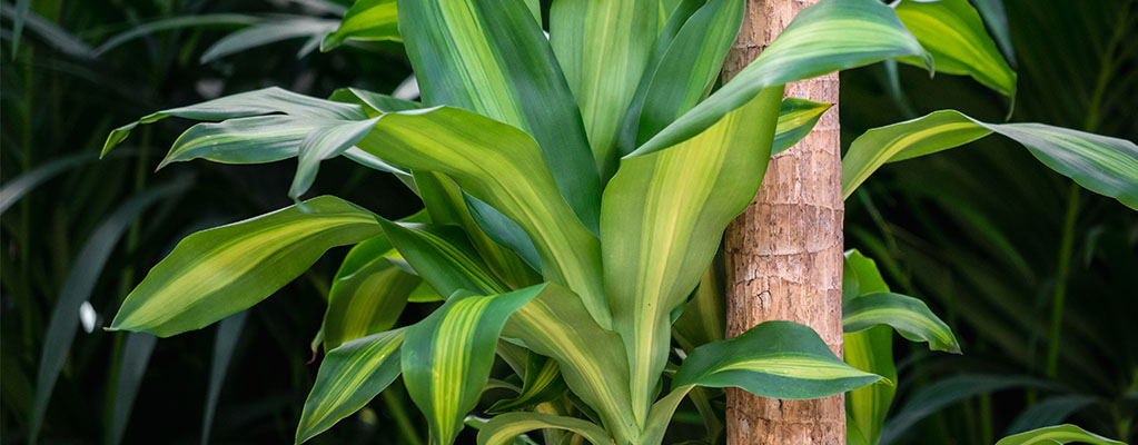 Dracaena Massangeana - Drachenbaum