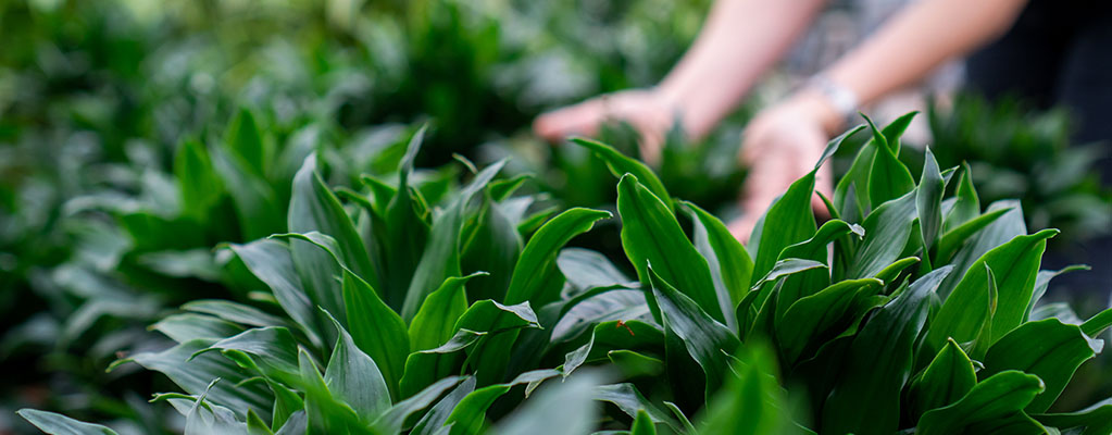 Dracaena Compacta - Drachenbaum